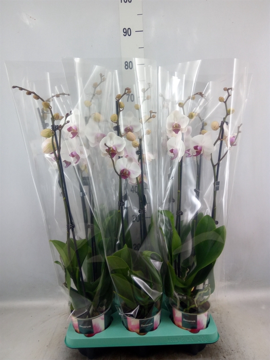 <h4>Phalaenopsis   ...</h4>