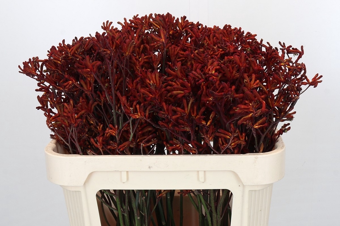 <h4>Anigozanthos Red Velvet</h4>