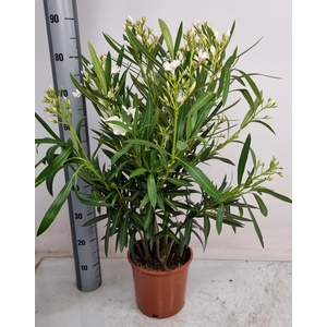 NERI OLEANDER