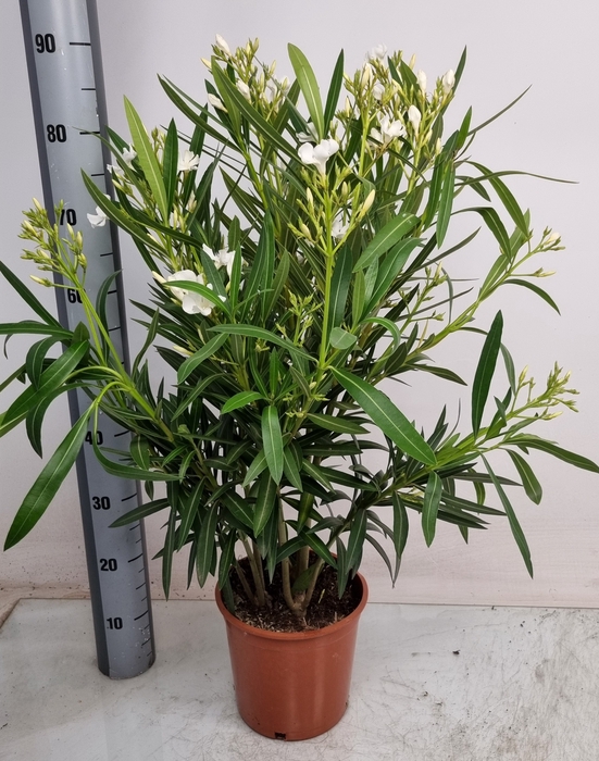 <h4>NERI OLEANDER</h4>
