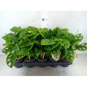 Monstera obliqua 'Leichtlinii'