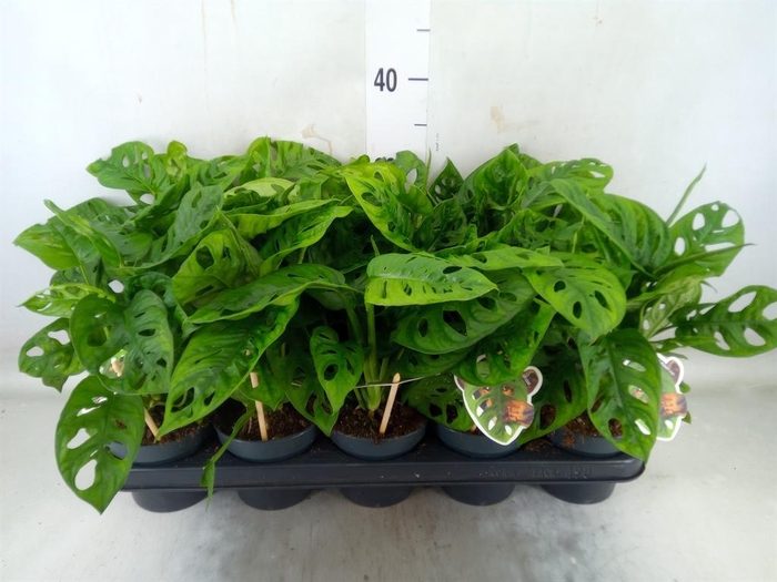 <h4>Monstera obliqua 'Leichtlinii'</h4>