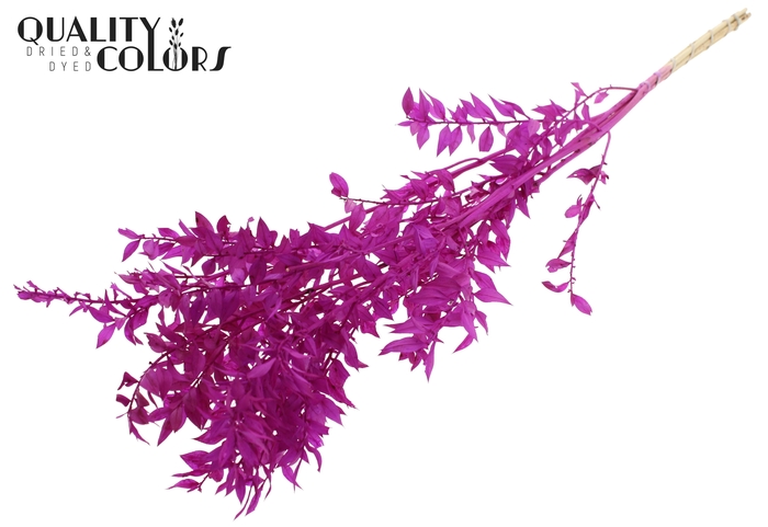 <h4>Ruscus 70cm 5 pc/bunch Intense Lilac (2x5 bunch/poly)</h4>
