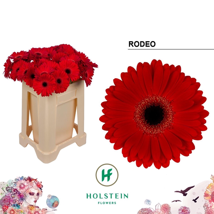 <h4>GE GR RODEO</h4>