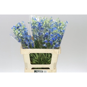 Delph En Volkerfrieden