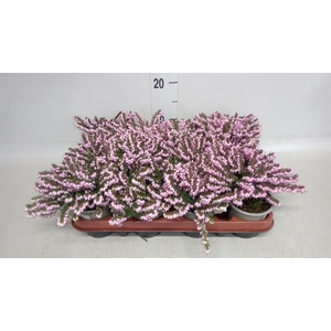 Erica darley. 'Darley Dale'