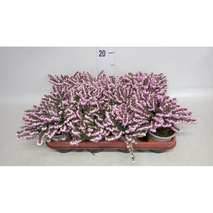 <h4>Erica darley. 'Darley Dale'</h4>