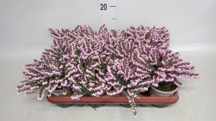 Erica darley. 'Darley Dale'