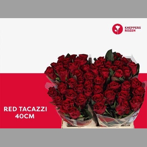 R GR RED TACAZZI+