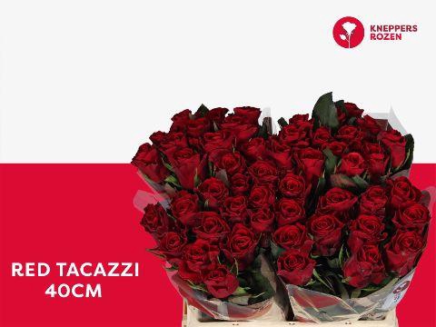 <h4>R GR RED TACAZZI+</h4>