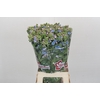 Oxypetalum Tweedia Blue
