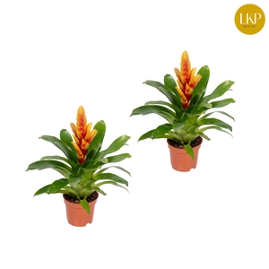 Vriesea Cato Oranje (Zonder Hoes)