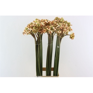 Ornit Saundersiae Oranje Opgetrokken