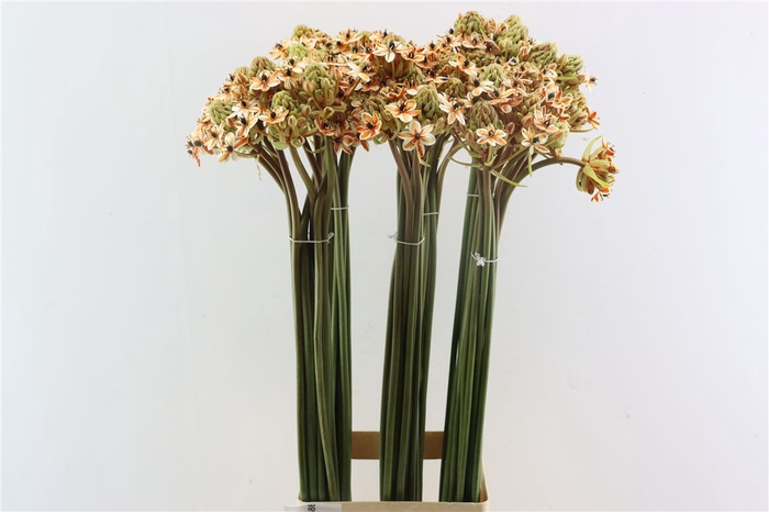 <h4>Ornit Saundersiae Oranje Opgetrokken</h4>