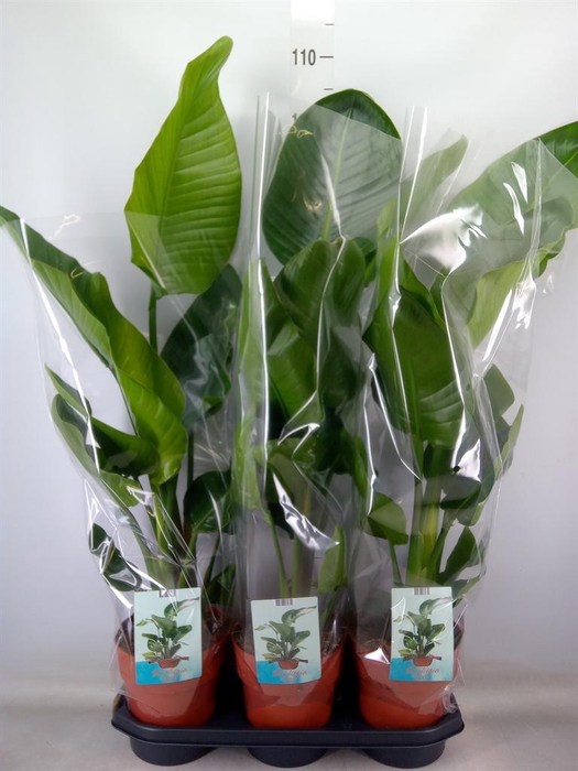 <h4>Strelitzia nicolai</h4>