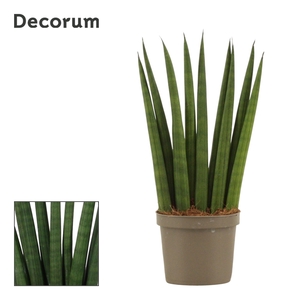 Sansevieria Cylindrica 9 cm Fan (Decorum)