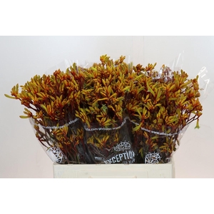 Anigozanthos Gold Fever