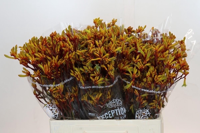 <h4>Anigozanthos Gold Fever</h4>