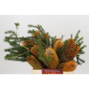 Banksia Ericifolia