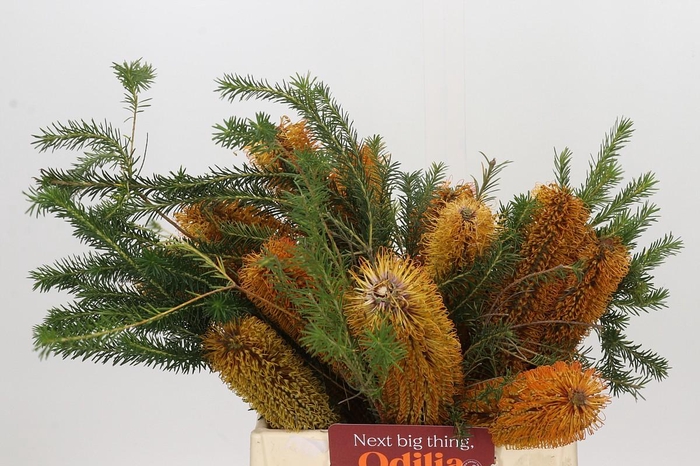 <h4>Banksia Ericifolia</h4>