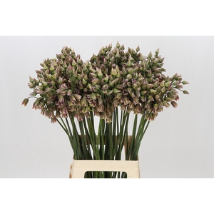 Allium Nectaroscordum Siculum