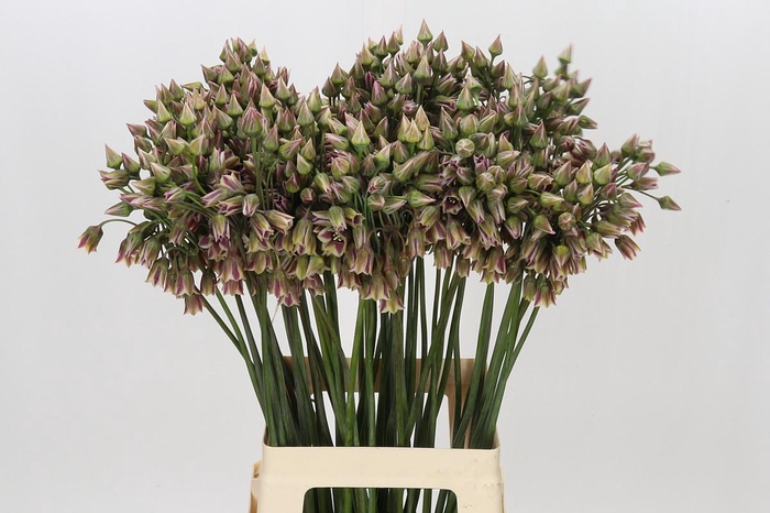 <h4>Allium Nectaroscordum Siculum</h4>