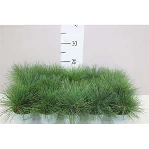 Festuca Gl. Compacta Blue
