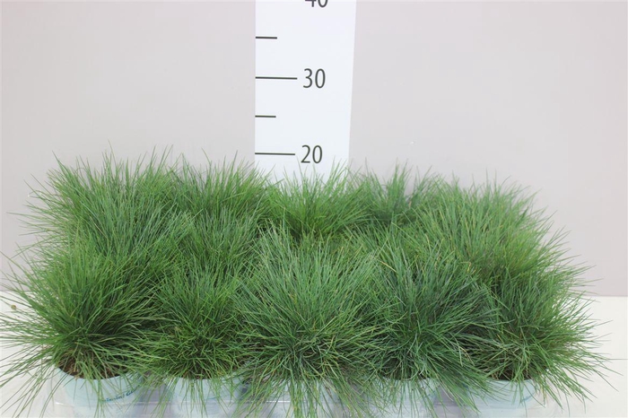 <h4>Festuca Gl. Compacta Blue</h4>