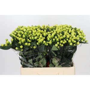 Hypericum Smiley Romance
