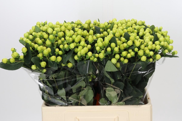 Hypericum Smiley Romance