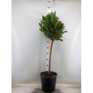 Laurus nobilis