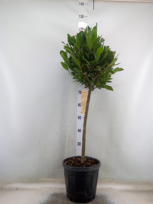 <h4>Laurus nobilis</h4>
