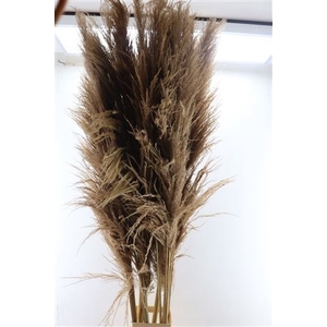 Dried Cortaderia Zaquara 180cm Nat Brown P. Stem