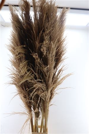 Dried Cortaderia Zaquara 180cm Nat Brown P. Stem