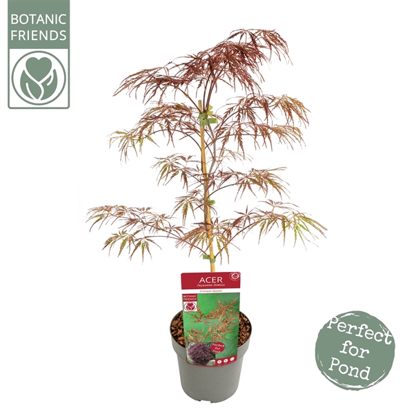 <h4>Acer palm. 'Crimson Queen' PREMIUM</h4>