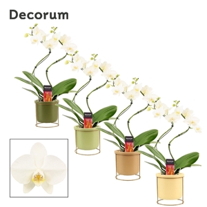 Phalaenopsis hurricane wit in Lynn (Silent moods-collection)