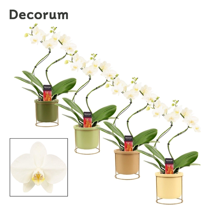 <h4>Phalaenopsis hurricane wit in Lynn (Silent moods-collection)</h4>