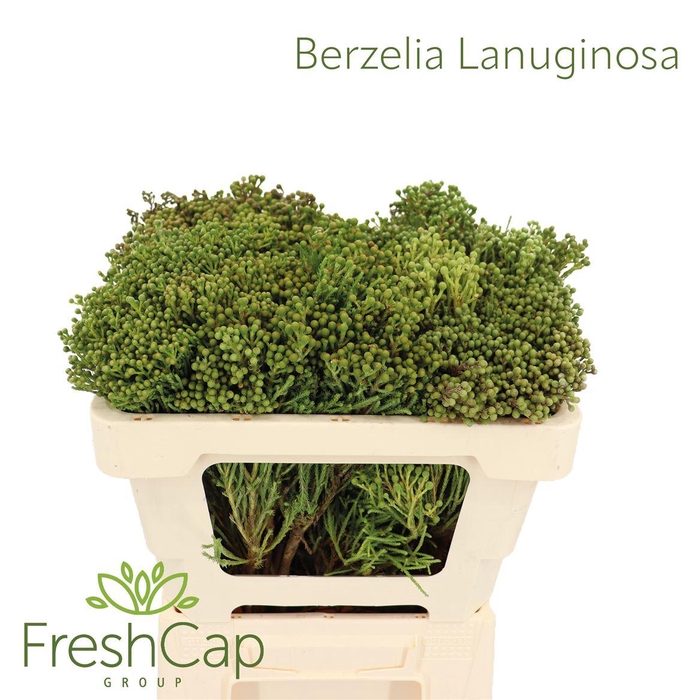 <h4>Berzelia Lanuginosa</h4>