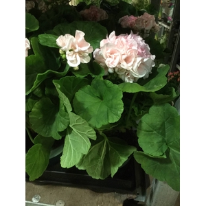 Pelargonie Dronning Ingrid