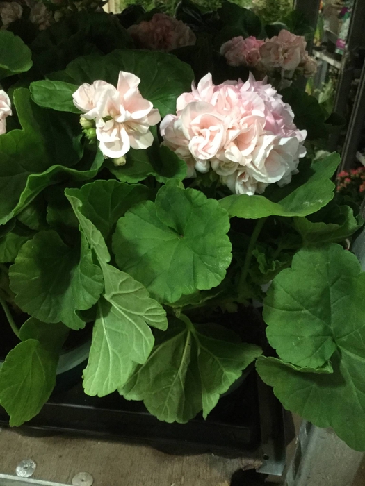 Pelargonie Dronning Ingrid