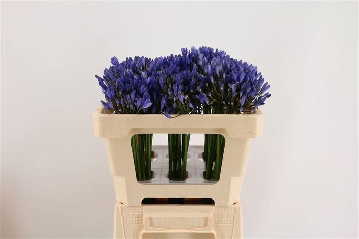 <h4>Agapanthus Uri</h4>