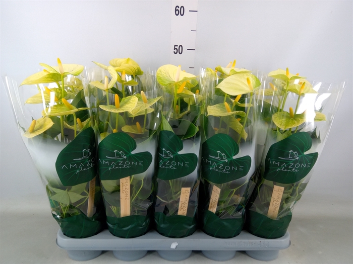 <h4>Anthurium andr. 'Vanilla'</h4>
