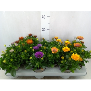 Osteospermum   ...mix