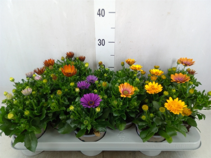 <h4>Osteospermum   ...mix</h4>