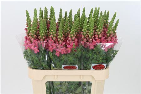 <h4>Antir Cool Rose</h4>