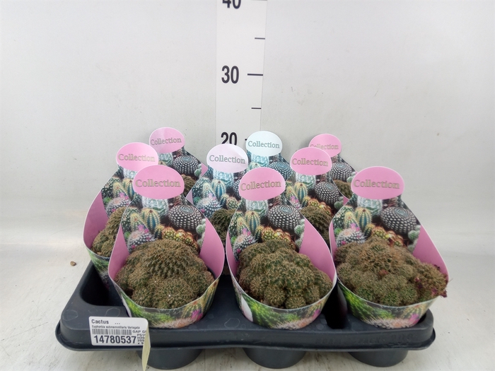 <h4>Cactus   ...</h4>