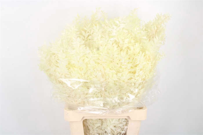 Ruscus. Bleached Per Stem