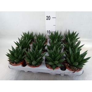 Gasteria