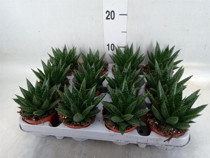 <h4>Gasteria</h4>