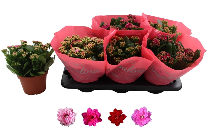 <h4>KAL GE RO GEM 4 KL</h4>